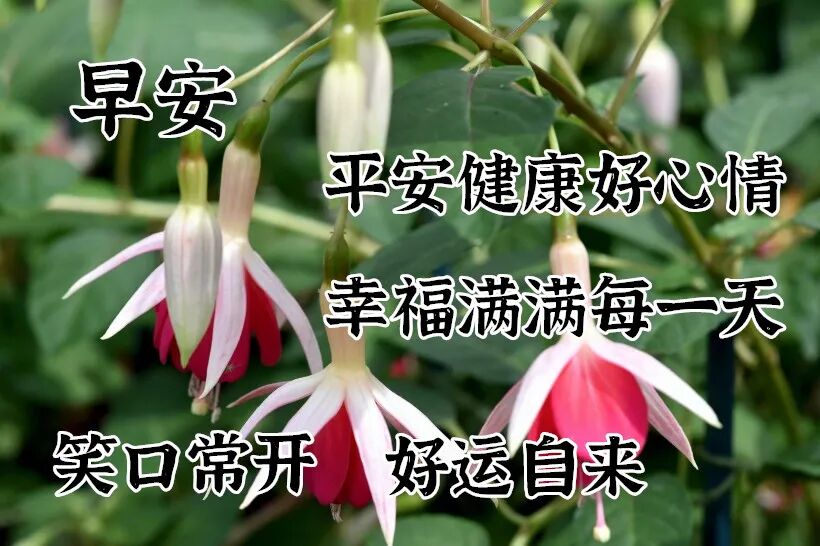 8月19日最漂亮早上好动态表情图片大全 早晨好动图美图大全 点点星光 微信公众号文章阅读 Wemp