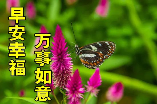 5月8日最漂亮早上好动态表情图片大全 早晨好动图美图大全 Hi有料