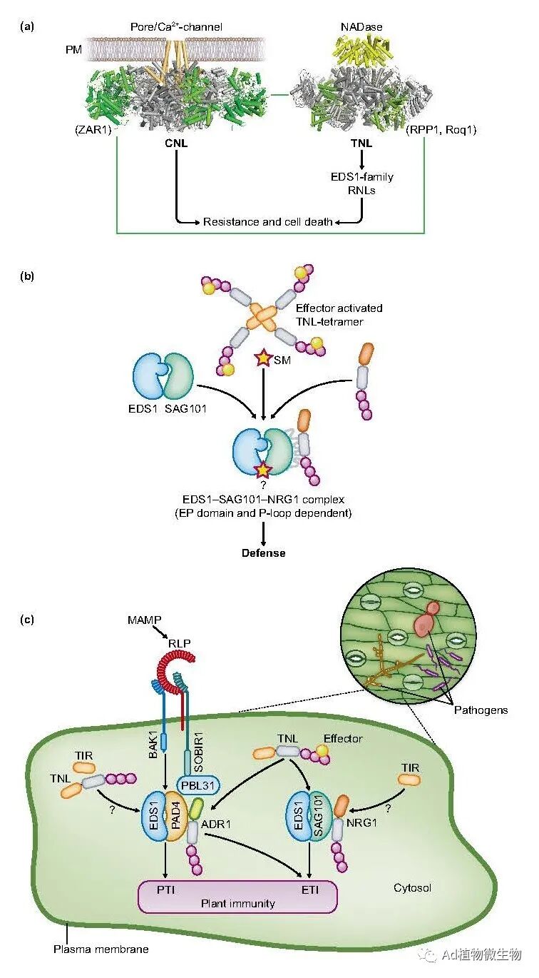 new phytologist | 德国马普所/福建农林综述植物病原体识别和诱导