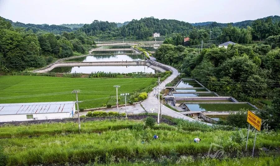 李心敏蛋鸡养殖场永丰镇旭丰蛋鸡专业合作社马灌镇高鹏农业稻田综合种