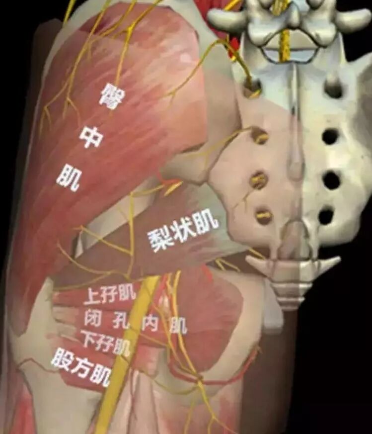 梨状肌 臀肌中的明星小鲜肉 陈小皮的梦想乡 微信公众号文章阅读 Wemp