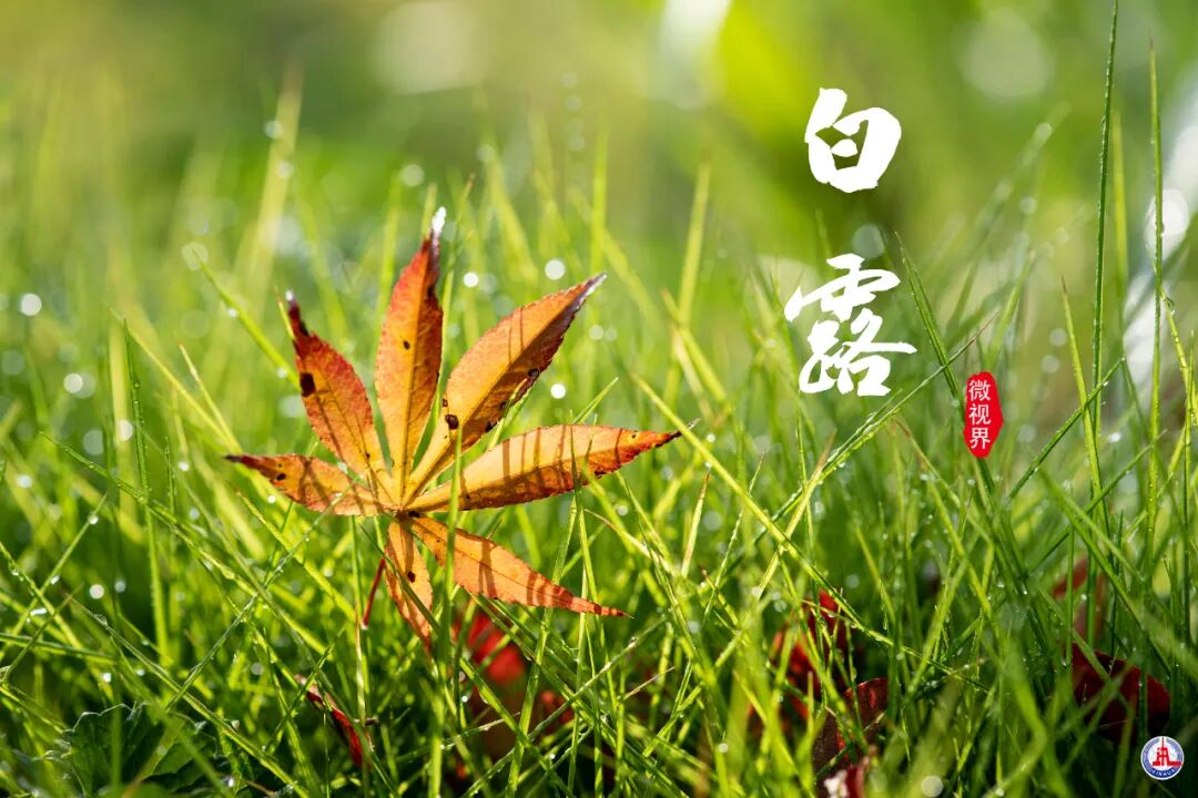 音画节气今日白露