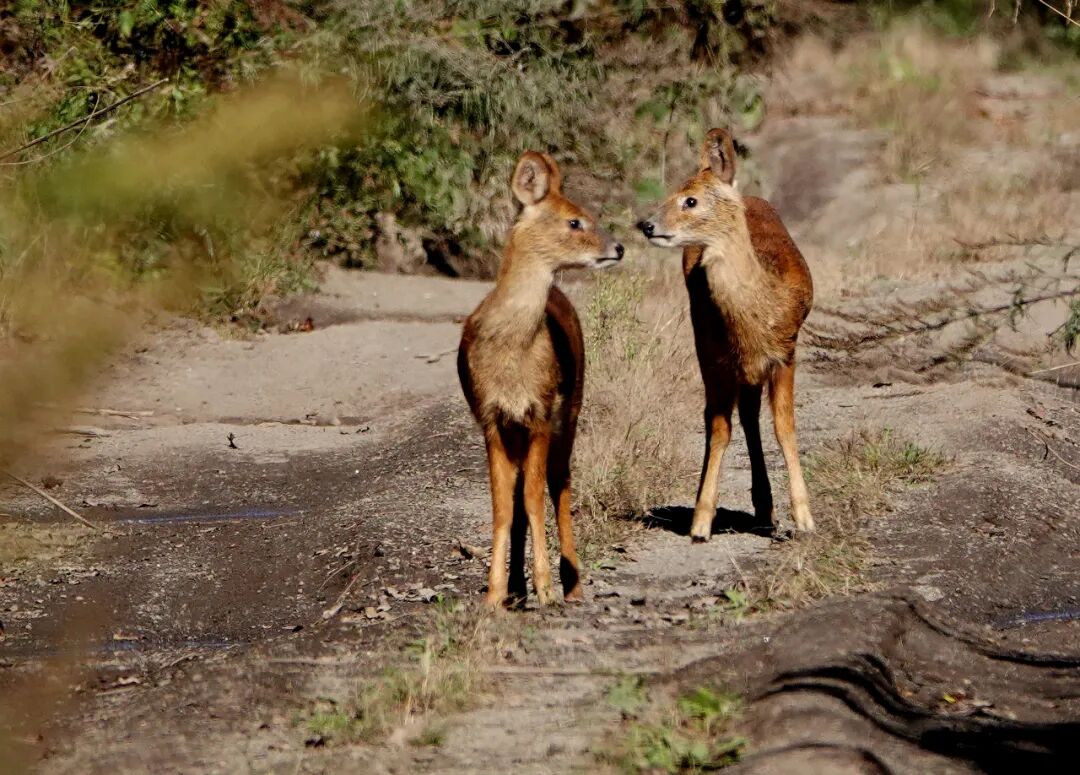 踟蹰不前边走边前后左右查看情况它们蹑手蹑脚地两只小动物很警觉他