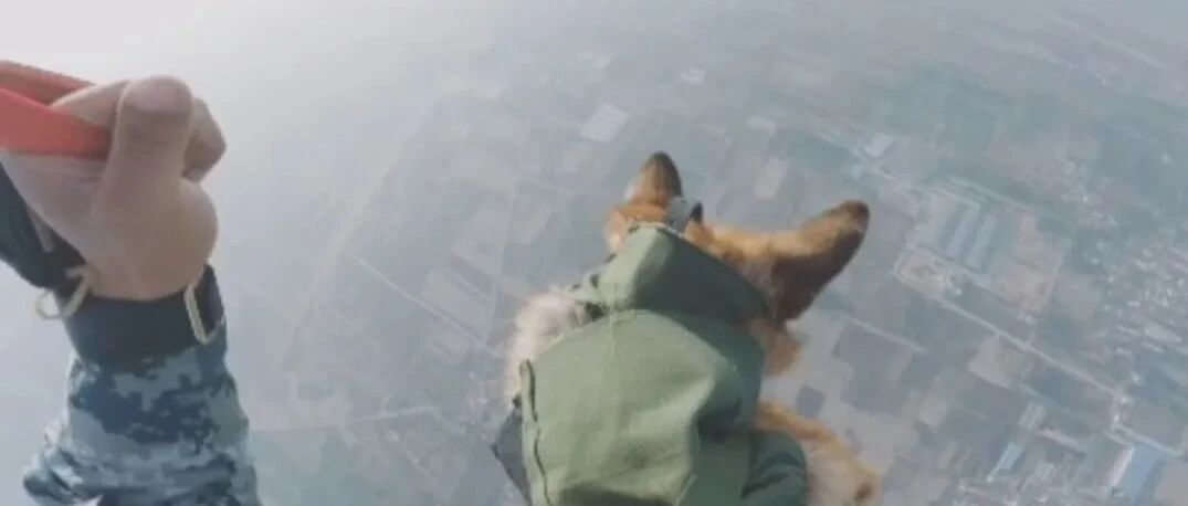 没有困难的工作，只有勇敢的狗狗！