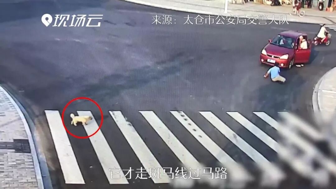 苏州一路口轿车撞翻未走斑马线行人 狗狗：看我的