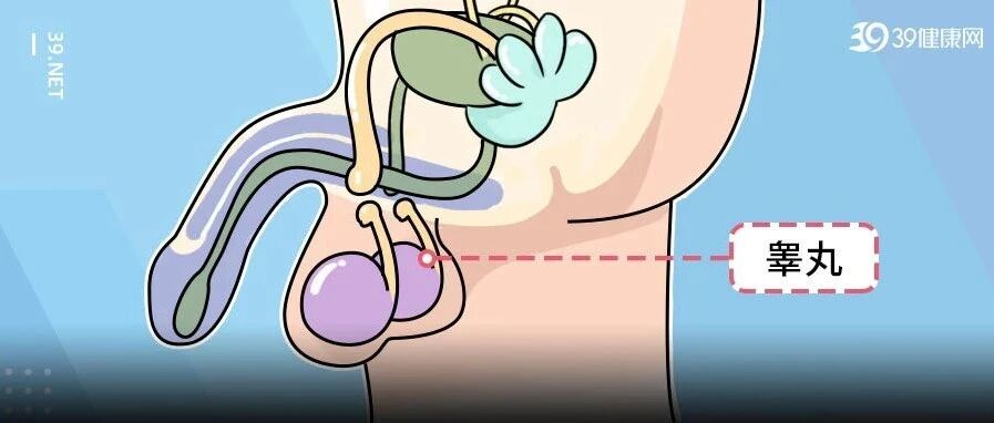 男人的睾丸≈大脑？怪不得爱下半身思考