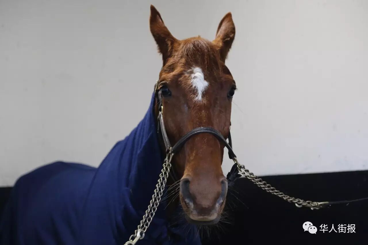 【八方华闻】法国乐马诚邀华人观看赛马 体验法国马文化