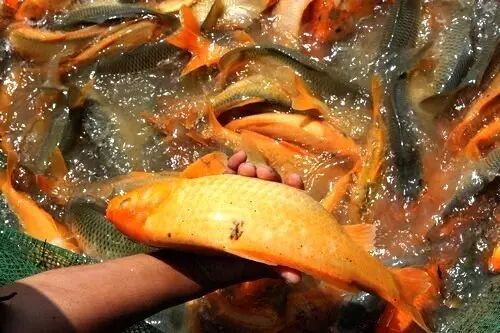 青田华侨引新技术育苗 田鱼养殖实现规模化