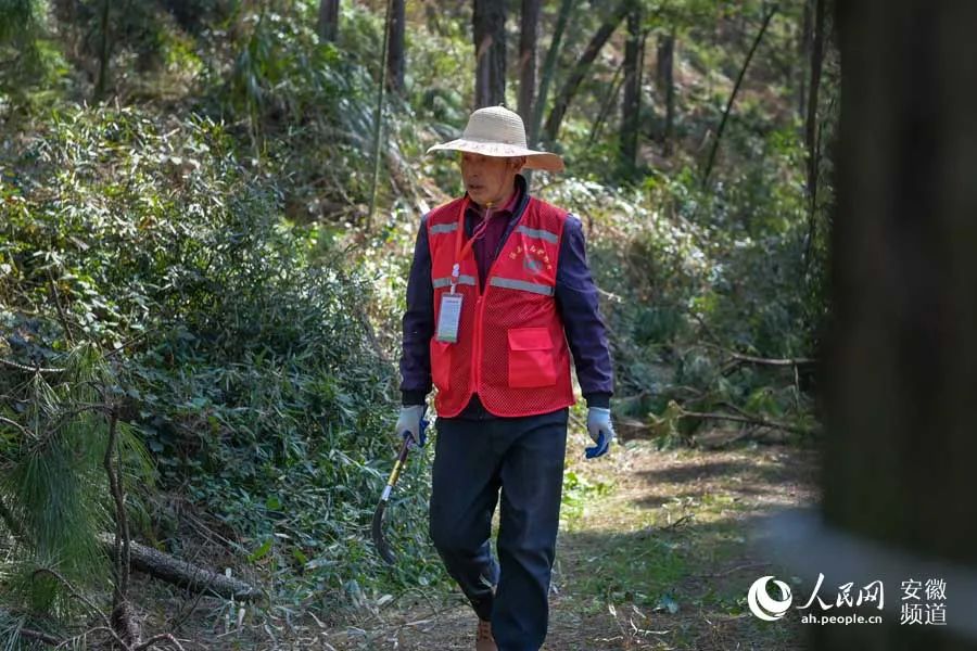 涇縣生態護林員姚根深以山為家以林為伴護一方山青水綠