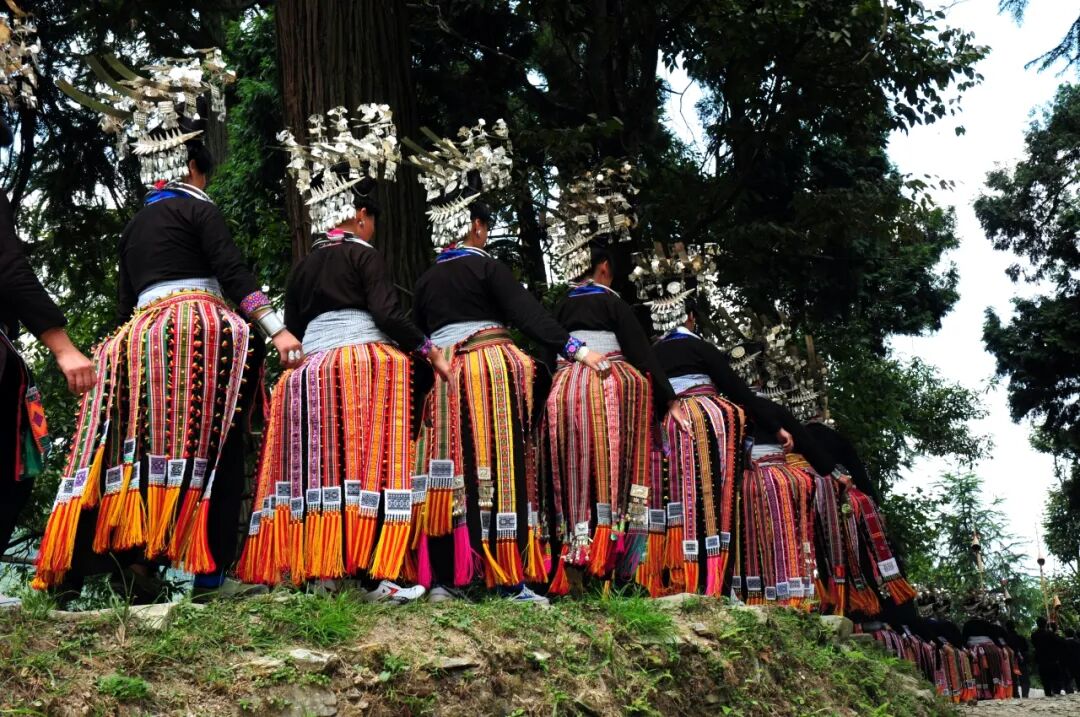 丹寨:翩跹锦鸡舞,悠悠民族情