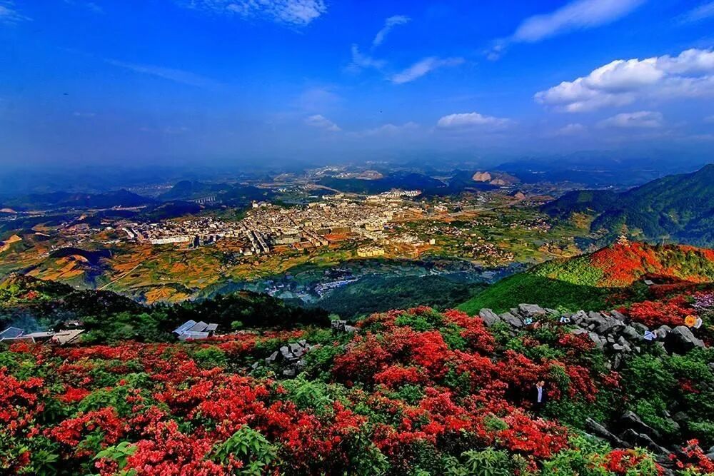 4月20日至5月5日我们邀您到丹寨登高赏杜鹃乐享云硒茶