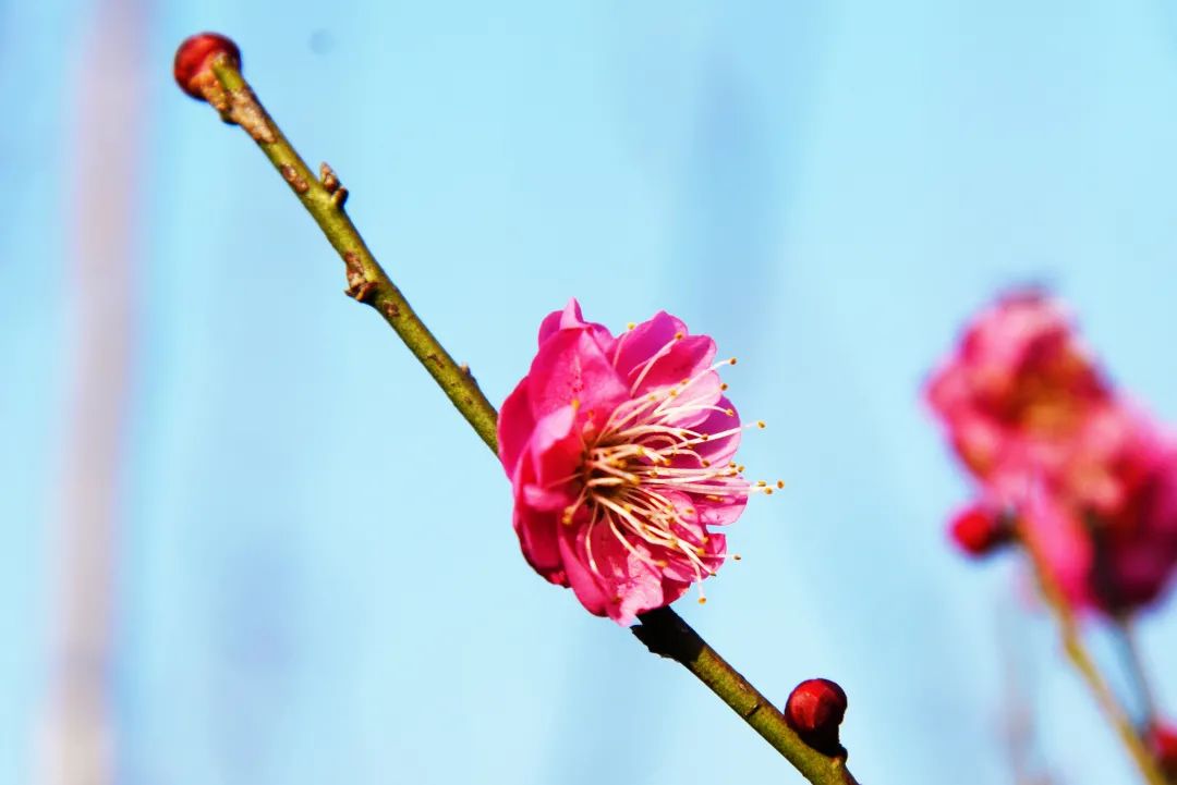 花香沁人心脾,湊近鼻尖,輕輕一聞便是滿腹清香.圖文丨三塘鄉 代志強