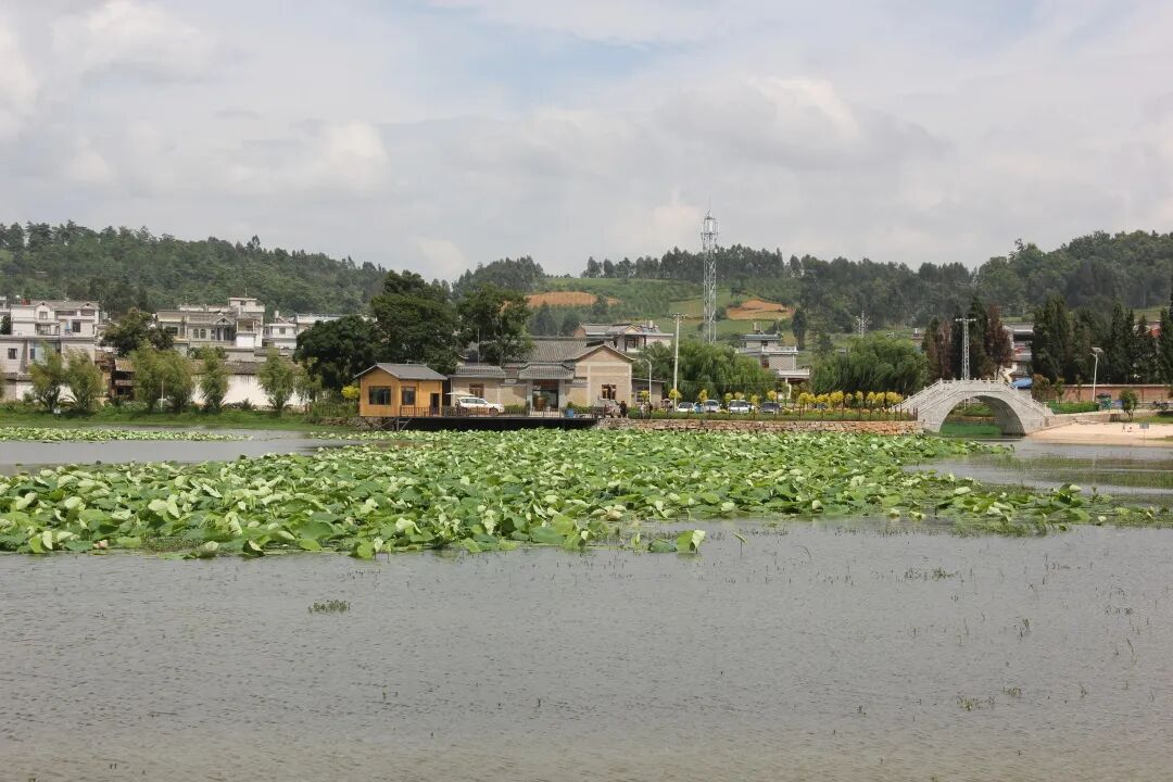 金马镇:"一核多元"助推村级集体经济"全面开花"_泸西县融媒体中心
