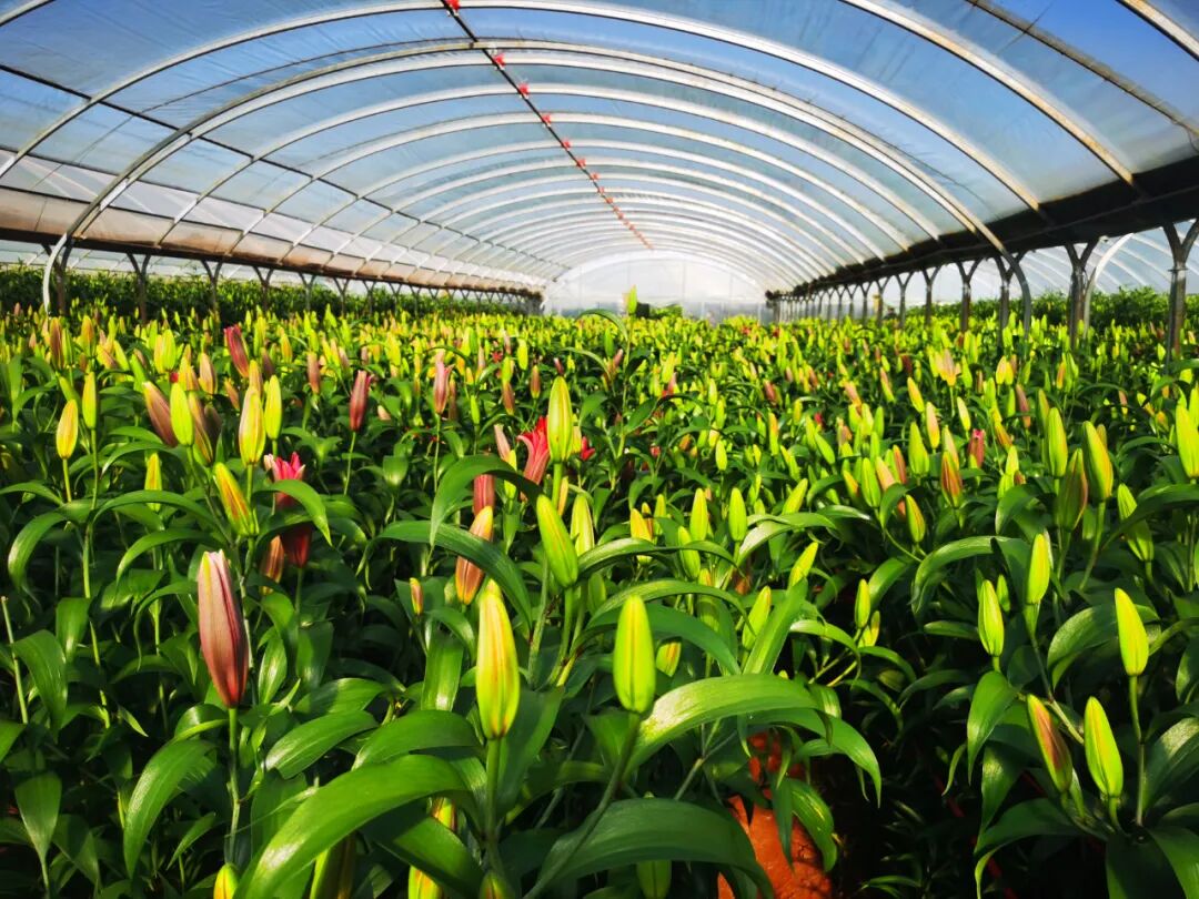 走进白水镇天香种植园,长势喜人,姹紫嫣红的百合花将整个基地妆点得