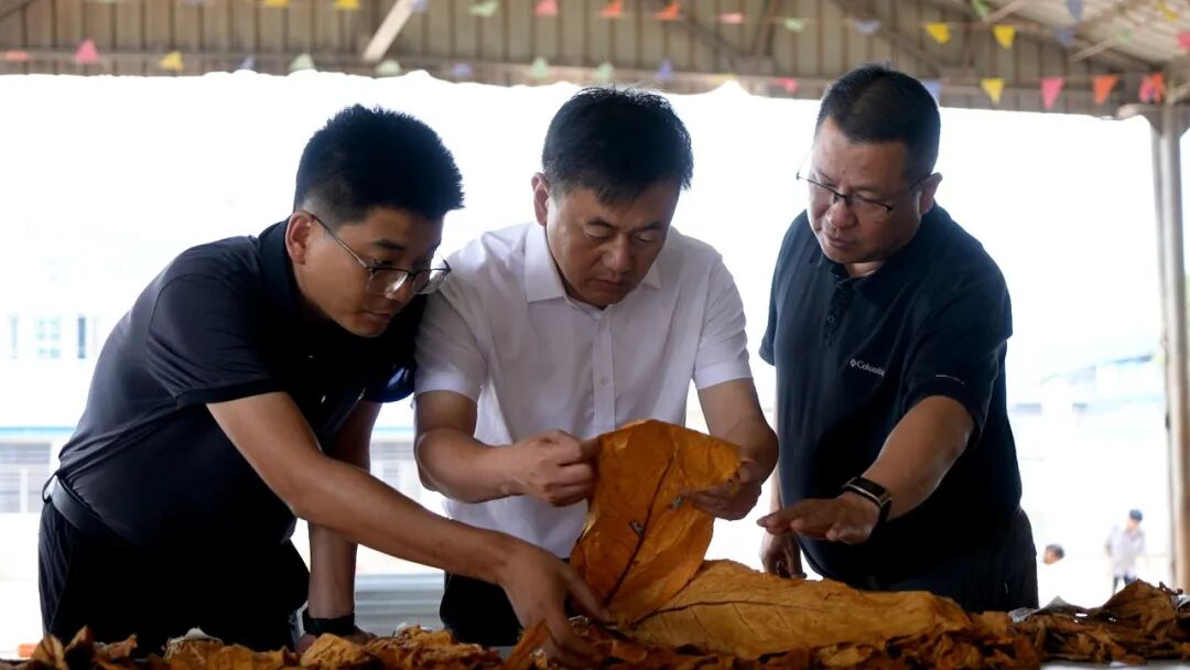 县委书记夏明调研烤烟生产_泸西县融媒体中心