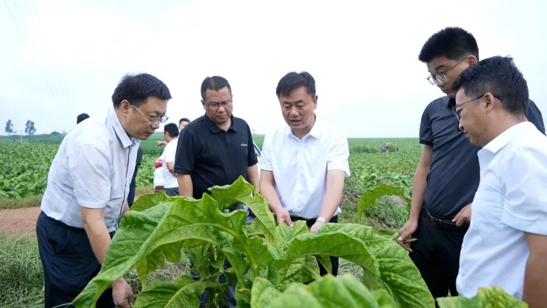 县委书记夏明调研烤烟生产_泸西县融媒体中心