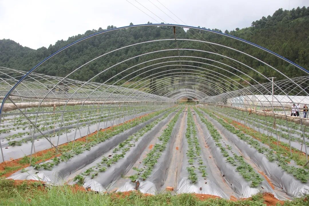 向阳乡:小草莓种出致富大产业_泸西县融媒体中心