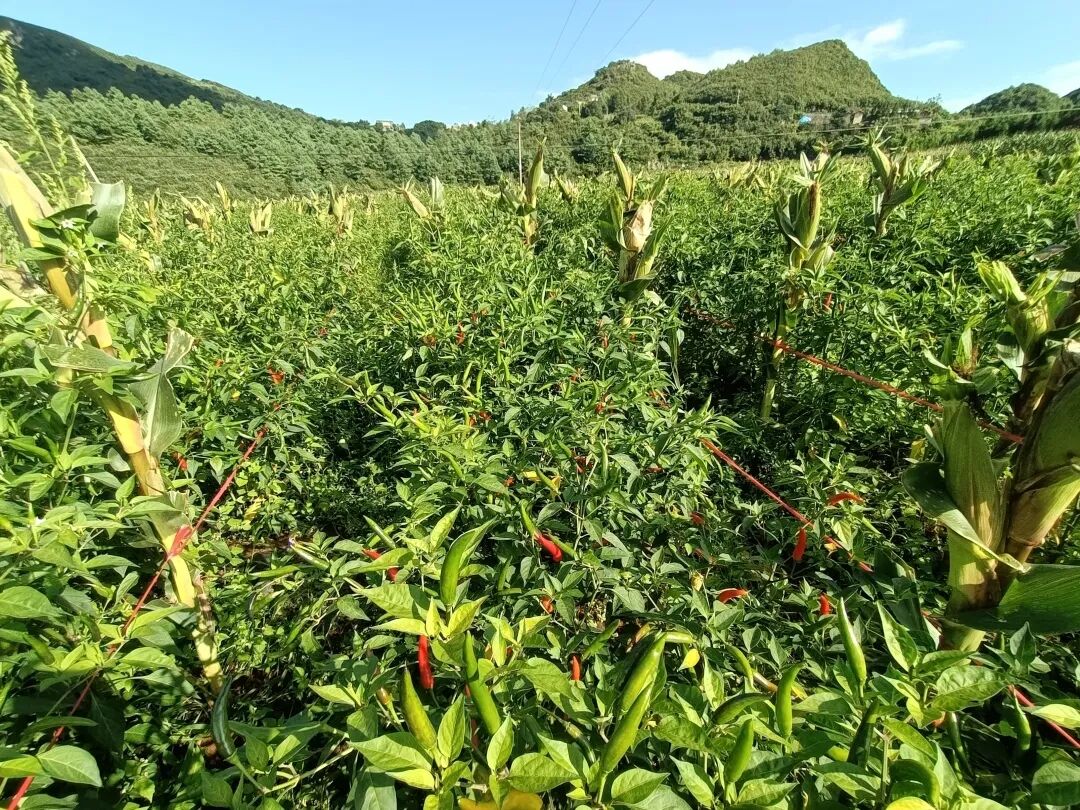 向阳乡:层叠十里红妆,绘就致富新章_泸西县融媒体中心