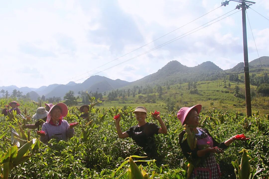 向阳乡:层叠十里红妆,绘就致富新章_泸西县融媒体中心