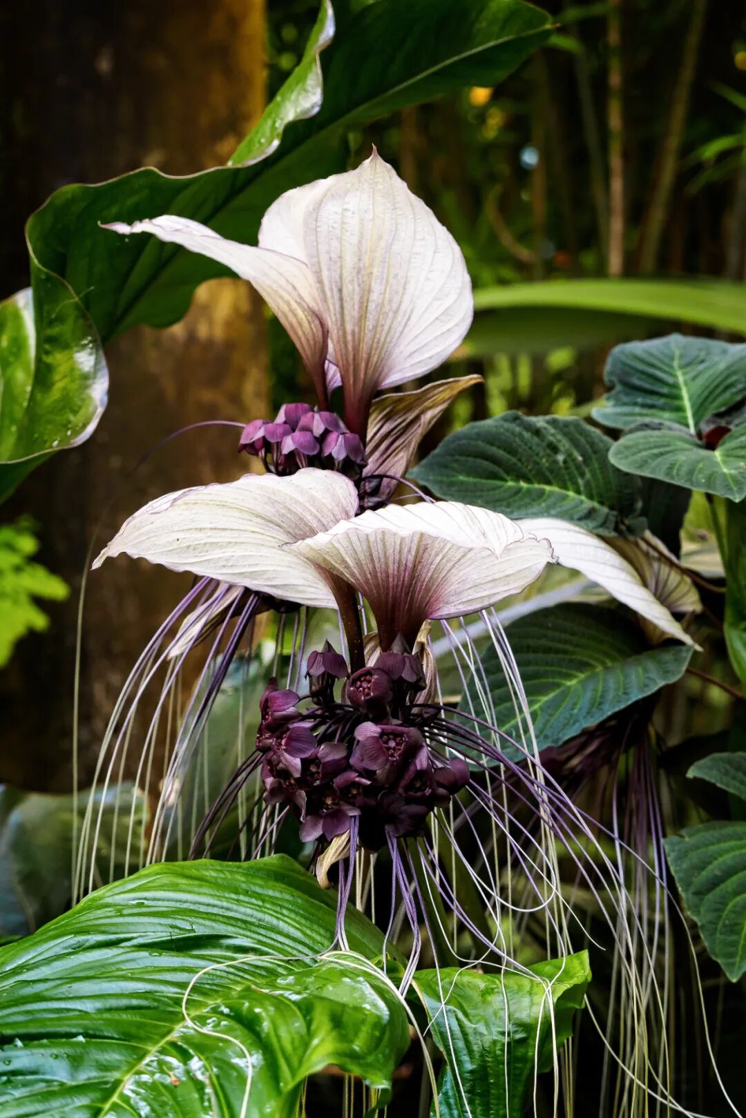 �й����ϣ�ƾʲô�ǡ������ʻ���������