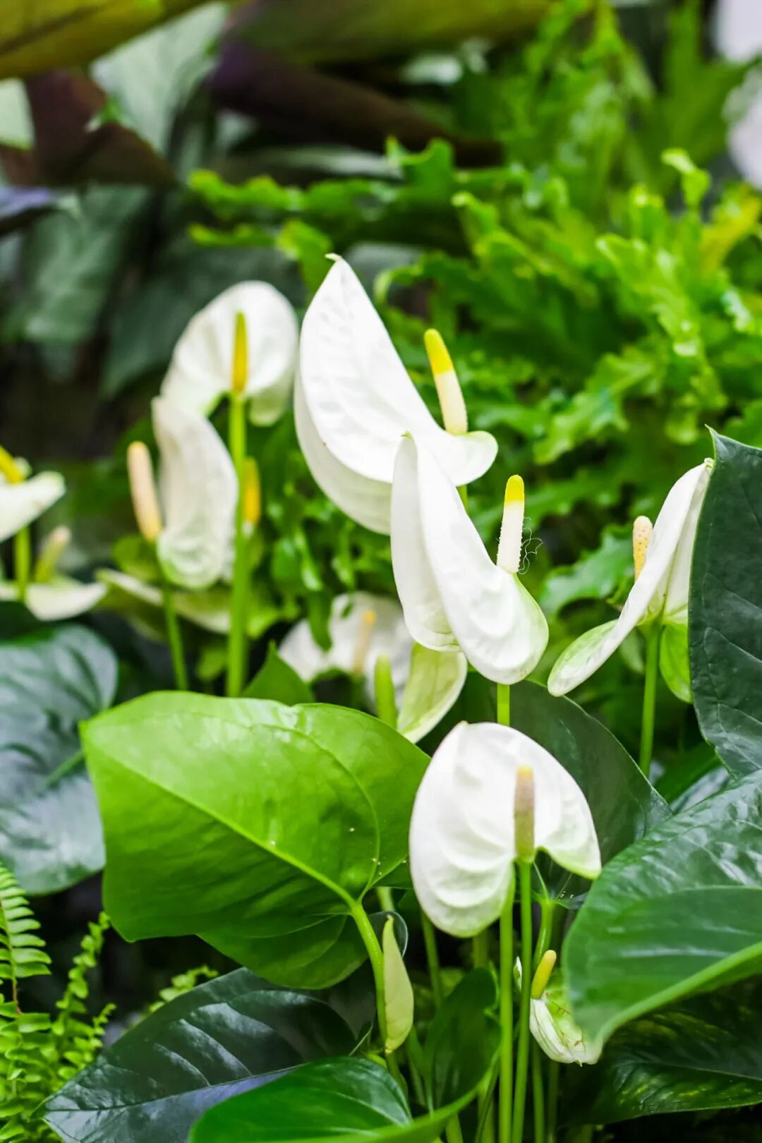 �й����ϣ�ƾʲô�ǡ������ʻ���������