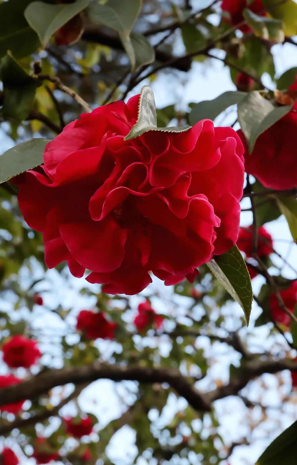 �й����ϣ�ƾʲô�ǡ������ʻ���������