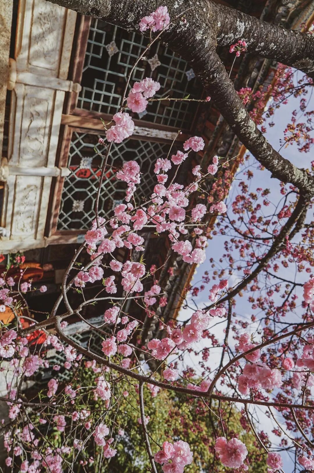 旅行 | 從城市搬去鄉村，看見了怎樣的香格里拉？ 旅遊 第6張