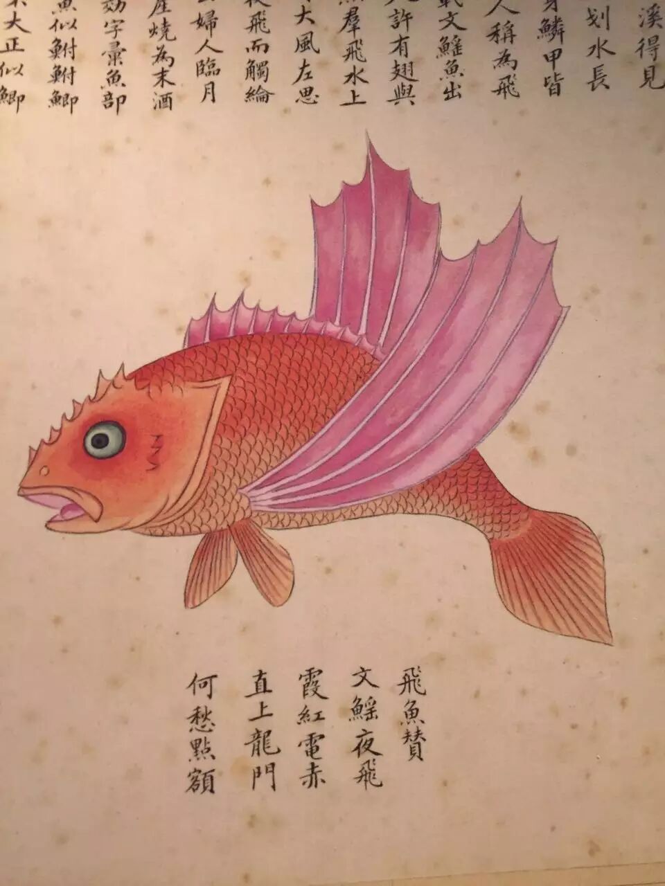 过两次的鱼,他认为,这种鱼就是《山海经》一系列古书里传说的文鳐鱼