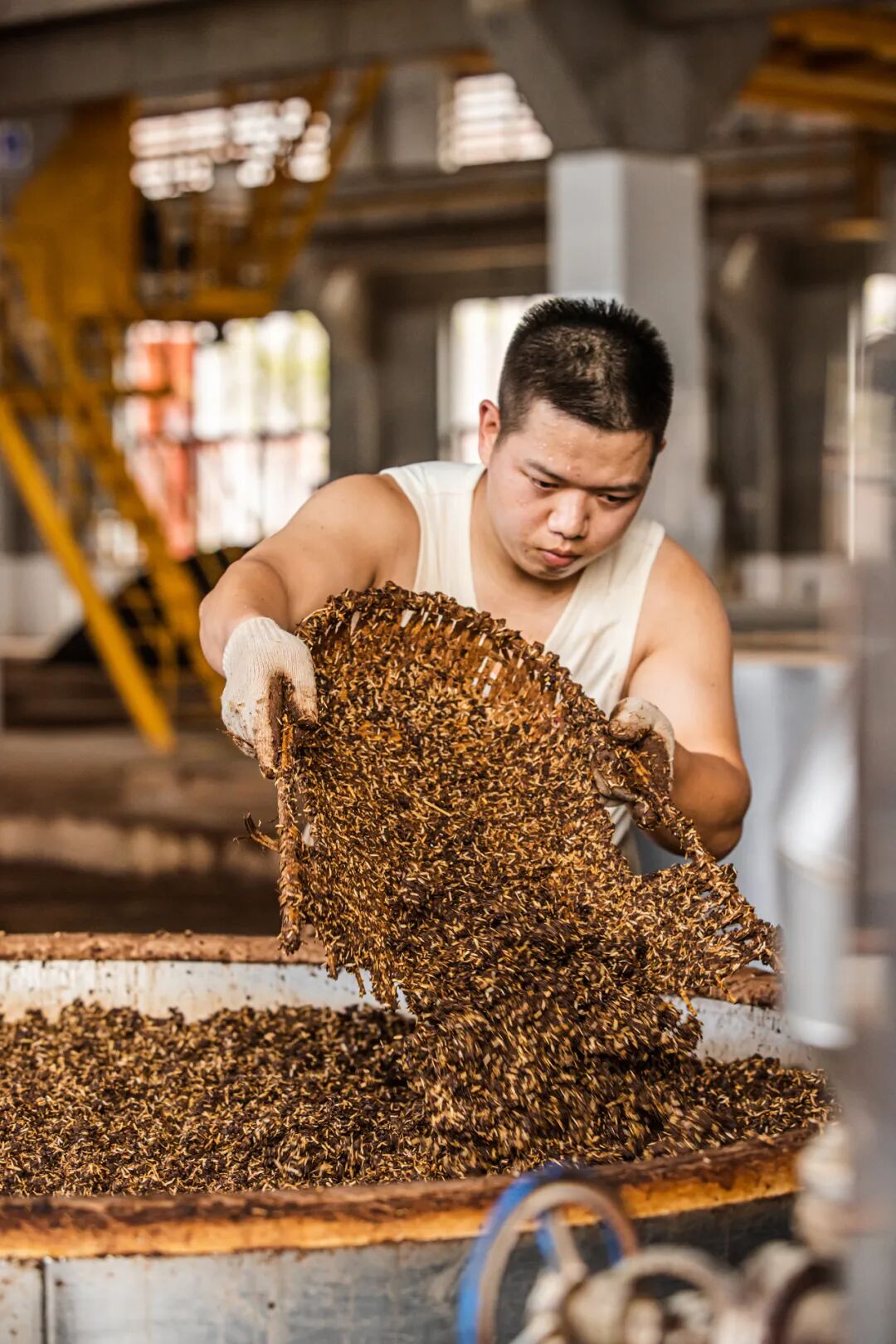 "地道风物":在茅台酒厂上班,是种什么体验?