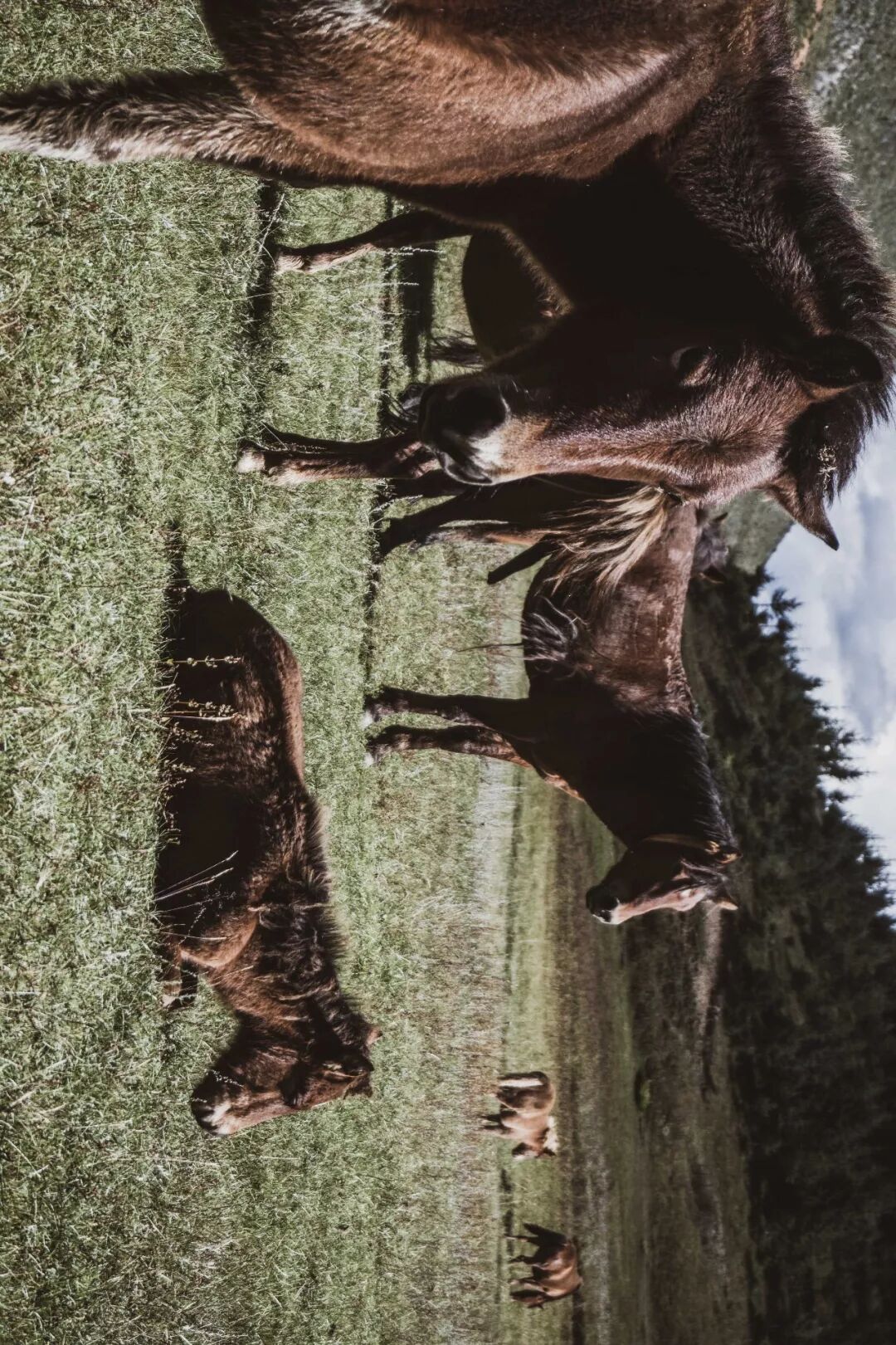 旅行 | 從城市搬去鄉村，看見了怎樣的香格里拉？ 旅遊 第24張