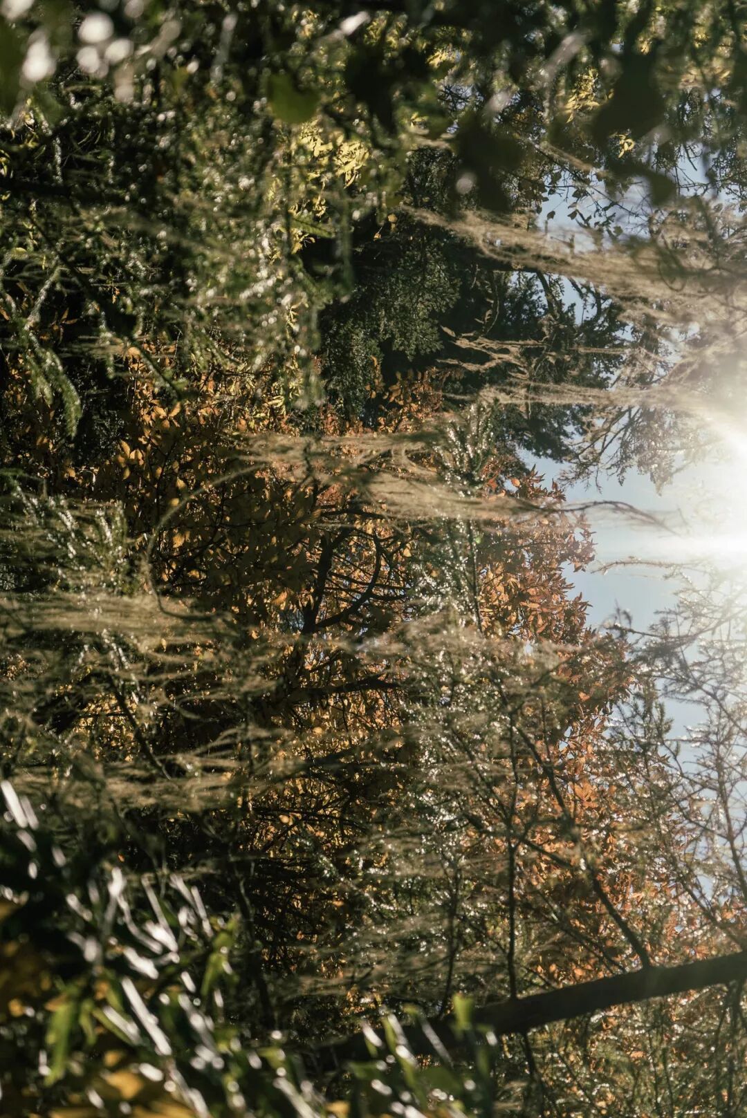 旅行 | 從城市搬去鄉村，看見了怎樣的香格里拉？ 旅遊 第27張