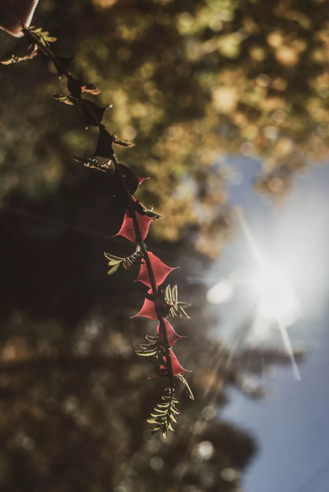 旅行 | 從城市搬去鄉村，看見了怎樣的香格里拉？ 旅遊 第25張