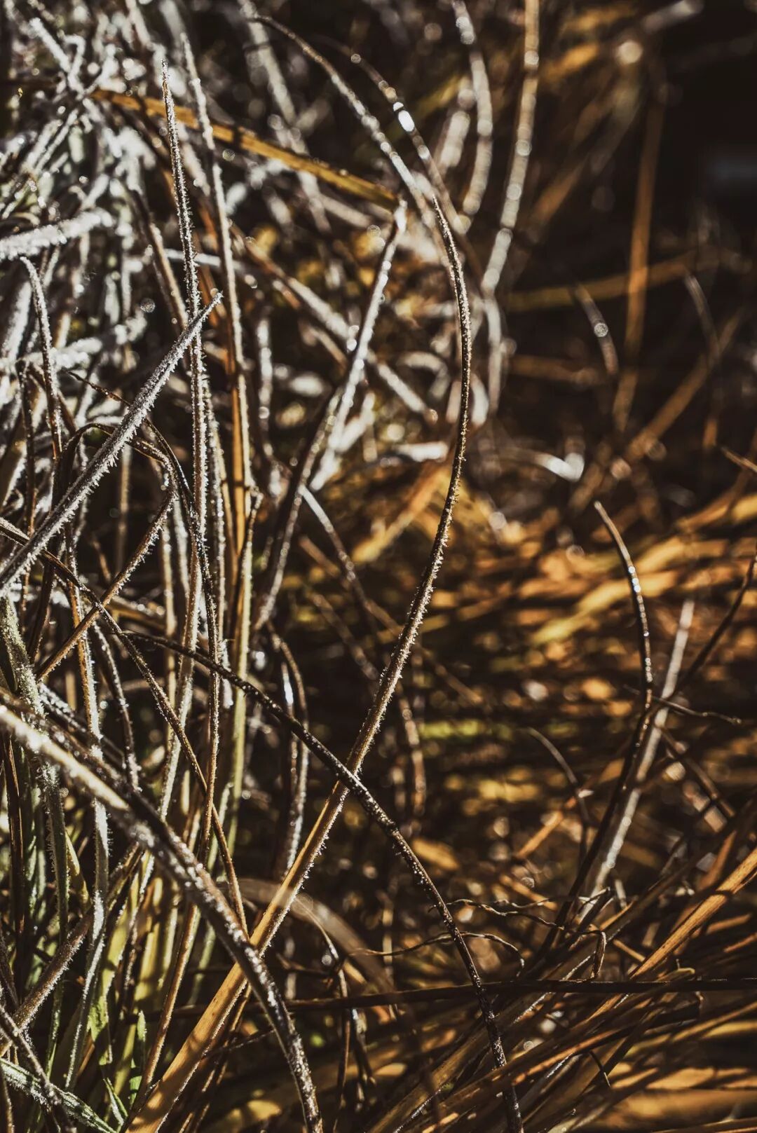 旅行 | 從城市搬去鄉村，看見了怎樣的香格里拉？ 旅遊 第29張