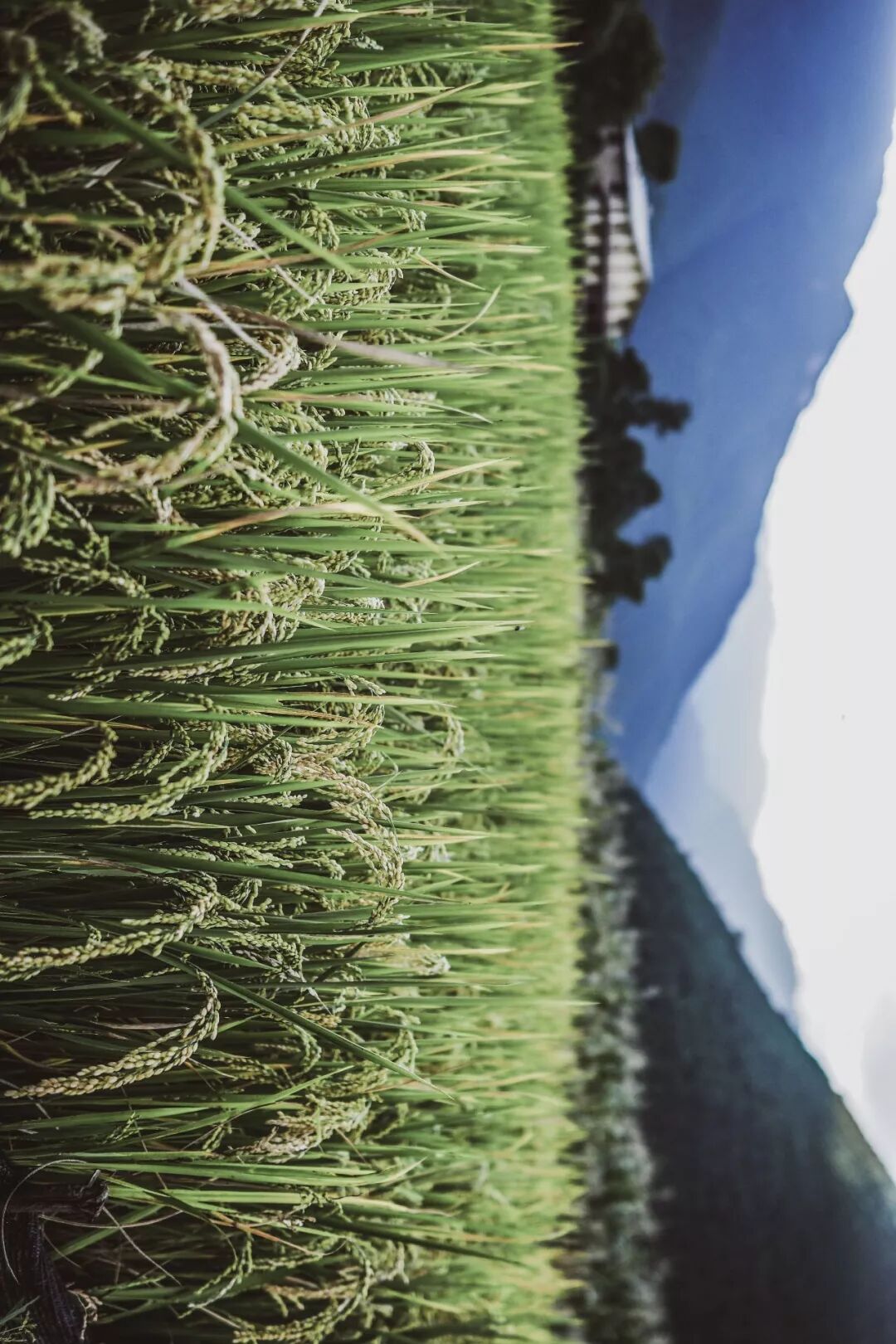 旅行 | 從城市搬去鄉村，看見了怎樣的香格里拉？ 旅遊 第39張