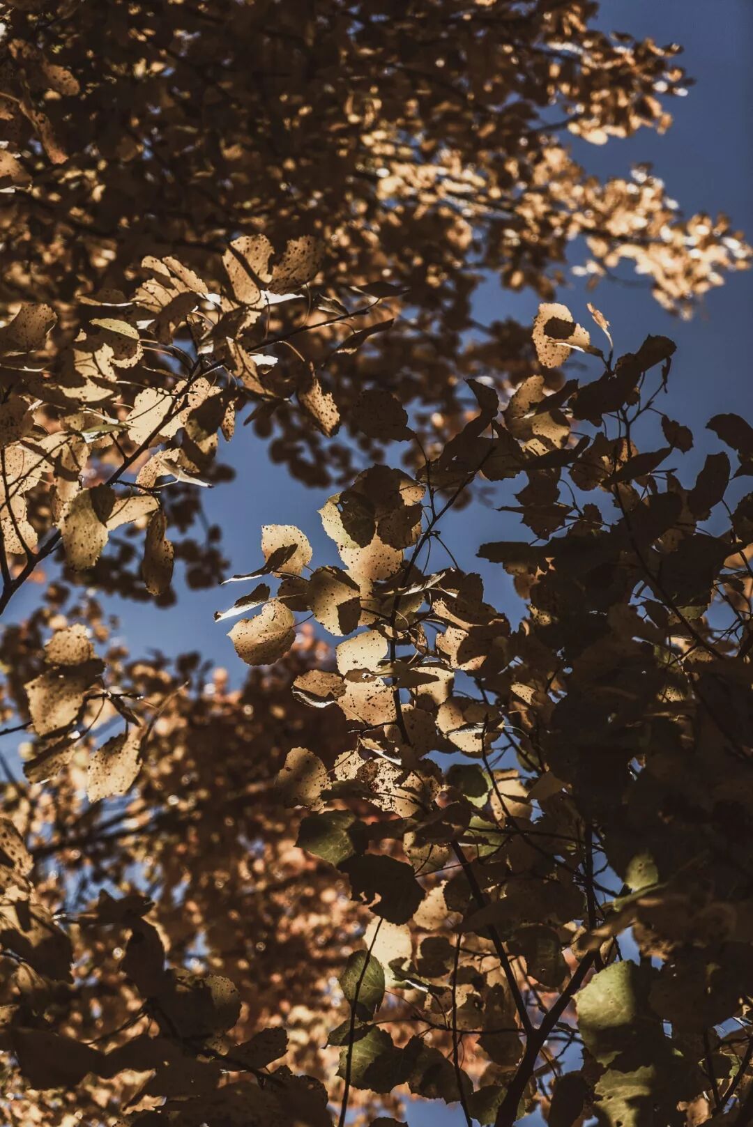 旅行 | 從城市搬去鄉村，看見了怎樣的香格里拉？ 旅遊 第26張