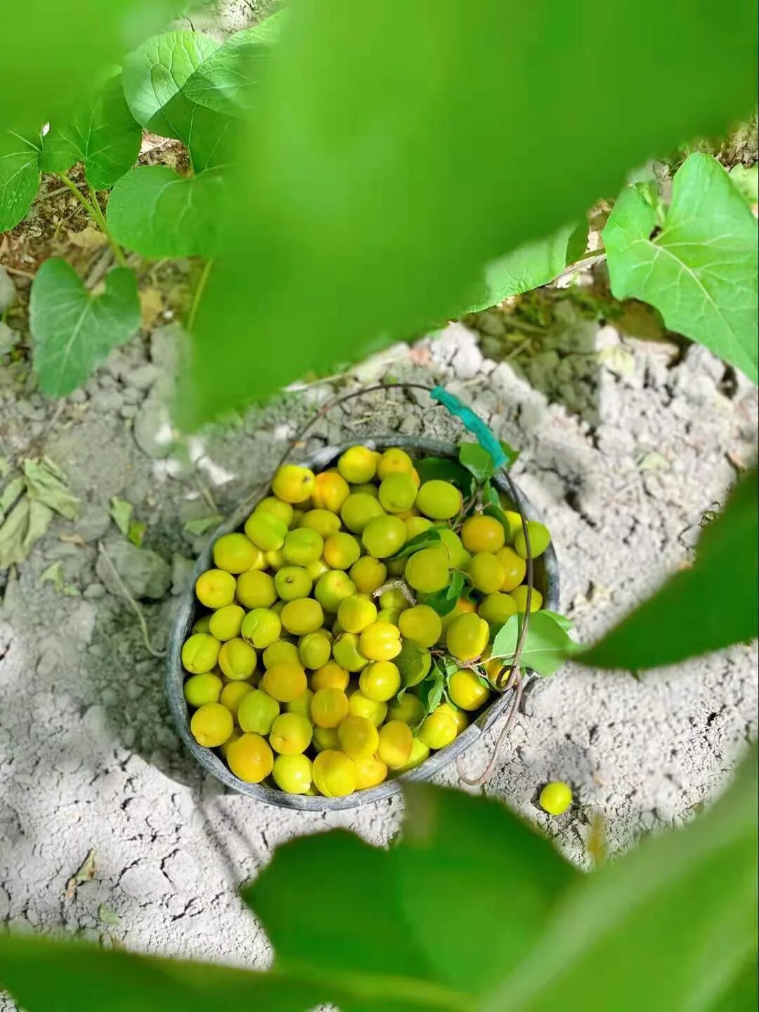 甜过蜂蜜 香过夏花 一年只有10天赏味的新疆小白杏来啦 Hi有料