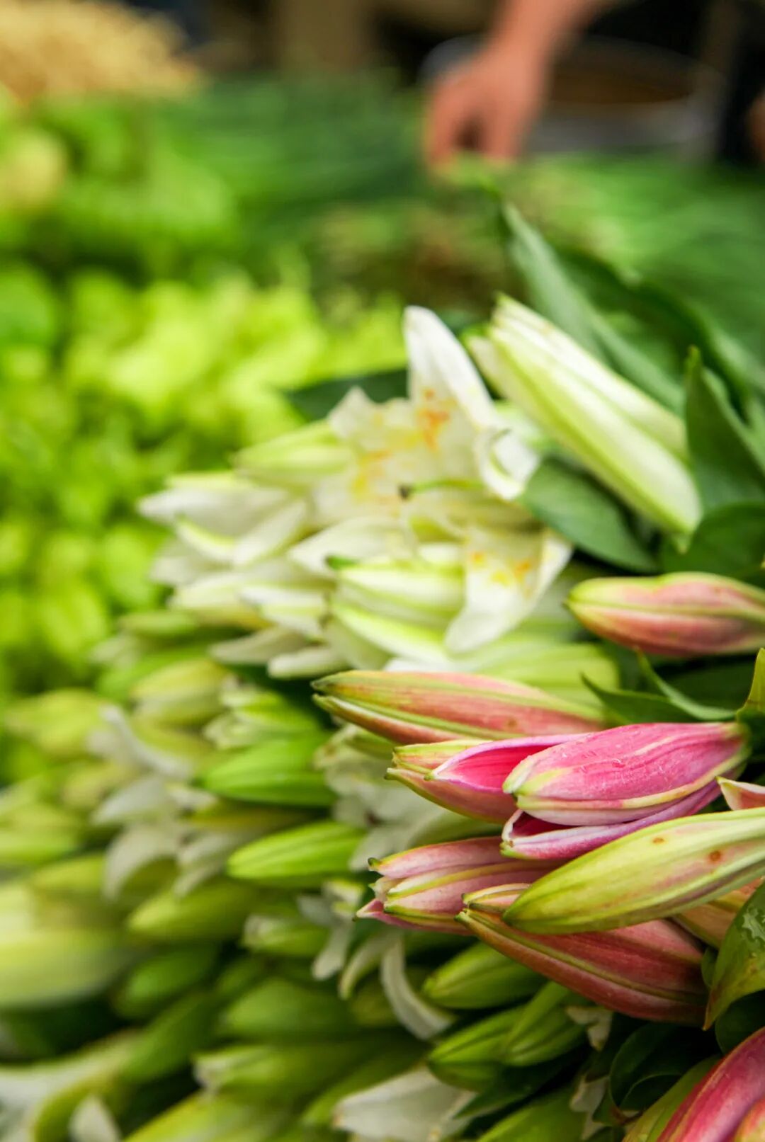 �й����ϣ�ƾʲô�ǡ������ʻ���������