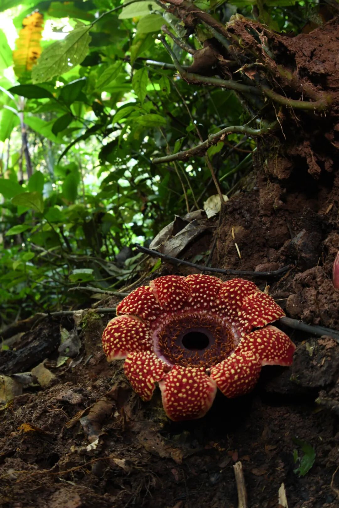 �й����ϣ�ƾʲô�ǡ������ʻ���������