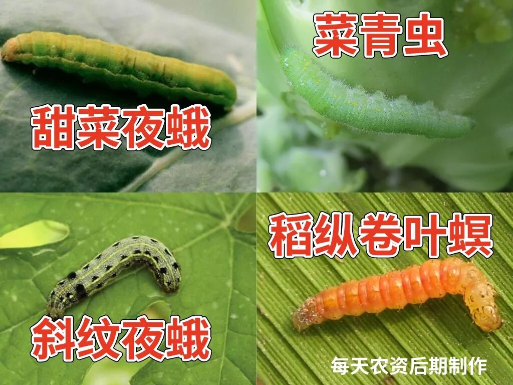 3大关键点必看 杀虫又杀卵虱螨脲 化肥农药助手 微信公众号文章阅读 Wemp