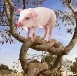 老板如何解决猪上树的问题！（彻底颠覆你的思维）