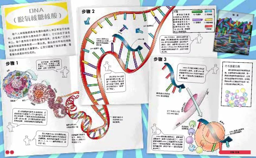 女性医学人体解剖图_人体医学图片素材_医学解剖人体图片大全