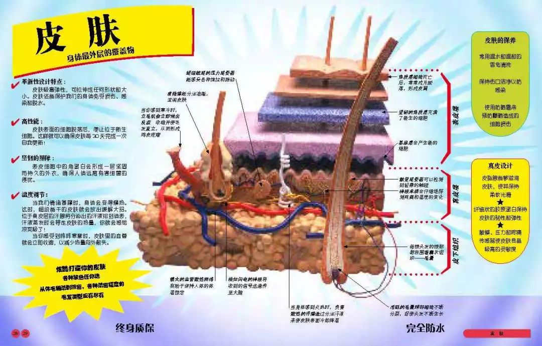 医学解剖人体图片大全_女性医学人体解剖图_人体医学图片素材