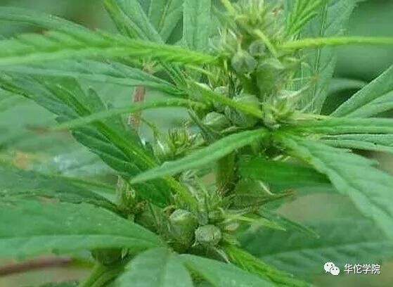 麻仁;大麻子;大麻仁;冬麻子火麻子;线麻子;黄麻仁 输12 性味归经 甘