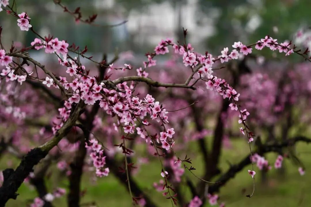 桐乡,有处"桃花源"!