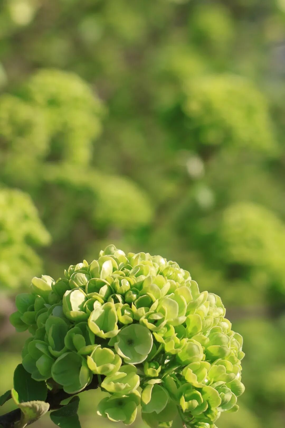 桐乡抹茶花海,上线了!
