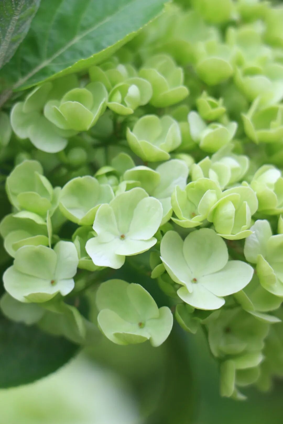 桐乡抹茶花海,上线了!