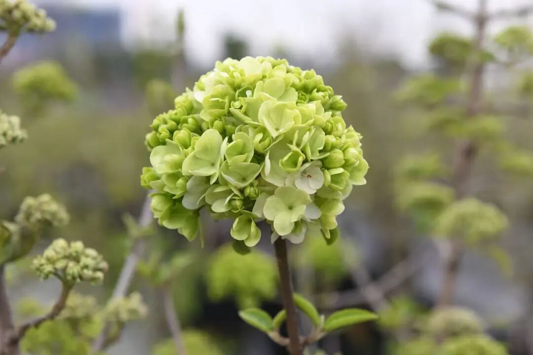 桐乡抹茶花海,上线了!