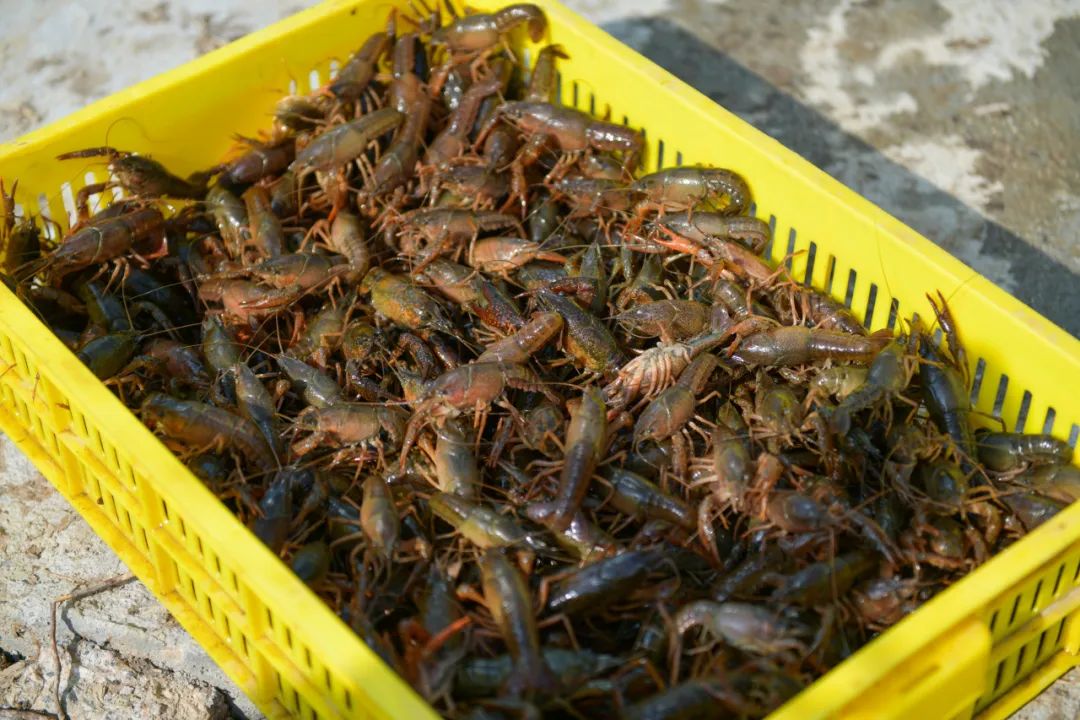 小龙虾的销路怎么样(小龙虾生意怎样,有很多货源)