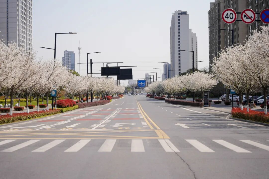 桐乡这条1.6公里的路,上演顶级浪漫!