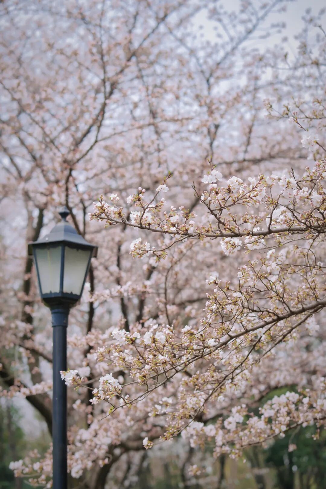 桐乡的顶级浪漫正在街头大量出现